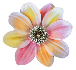 Dahlia flower. Flower on  isolated  background. For design. 