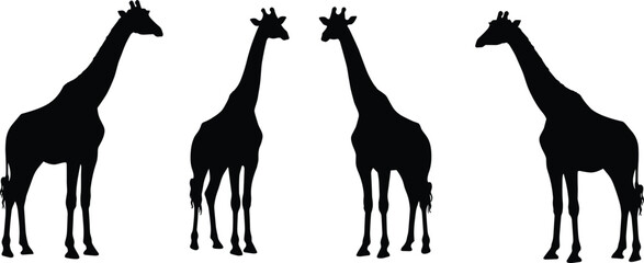 Giraffe silhouette illustration, black animal shapes, wildlife vector art, minimal design, African safari theme, isolated giraffes, nature concept, white background © Its Morsed here