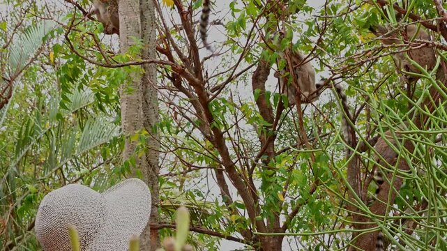 Person close to ringtail lemurs in tree.