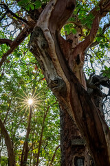 Sunlit Tree Trunk in the Wilderness