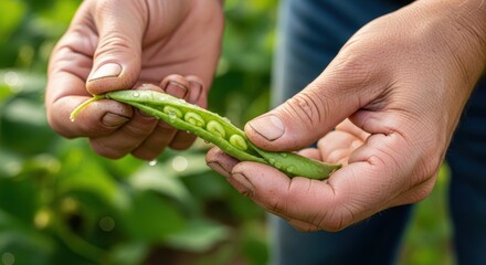 Farmer's Hands Holding Freshly Picked Pea Pod with Water Droplets in Field