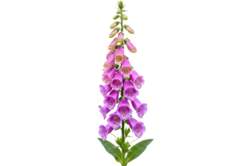 Isolated Foxglove flowering plant, with vibrant purple bell-shaped flowers, closeup macro image