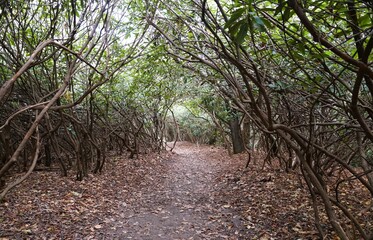 Forest trail blanketed with fallen brown leaves, creating a natural tunnel effect under the thick...