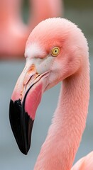 Fototapeta premium A close-up portrait of a vibrant pink bird with a long, curved beak and striking yellow eyes. The bird is facing to the side