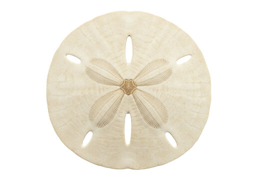 Isolated Sand Dollar, a beautiful sea biscuit with five petals in a circular pattern