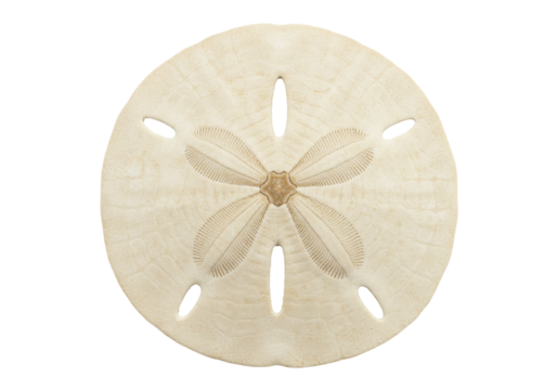 Isolated Sand Dollar, a beautiful sea biscuit with five petals in a circular pattern