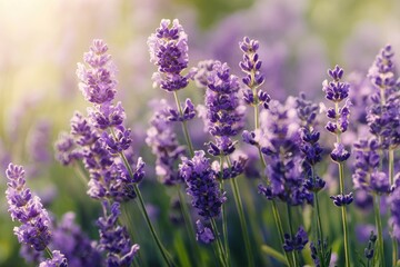 Fototapeta premium Close-up of vibrant lavender flowers in full bloom, bathed in soft sunlight