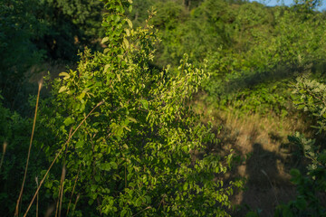 A large green bush in a clearing near the forest. A sunny summer day.