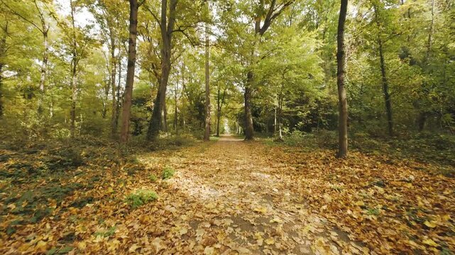 A path in an autumn forest. Leaf fall. Yellow leaves on the ground. Sunshine. Romantic mood.