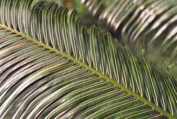 Cycas circinalis - Queen Sago Frond
