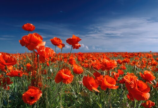 Vast field of vibrant red flowers under a bright blue sky with scattered white clouds in summer