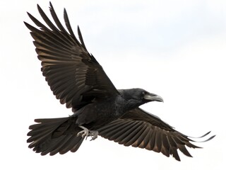 Fototapeta premium Flying Chihuahuan Raven isolated on white background