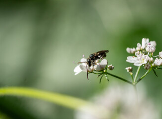 Macro photo showing a metallic sweat bee on a cilantro plant blossom with a green background
