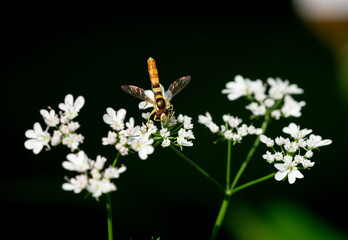 Yellow and black striped hoverfly on white cilantro flowers