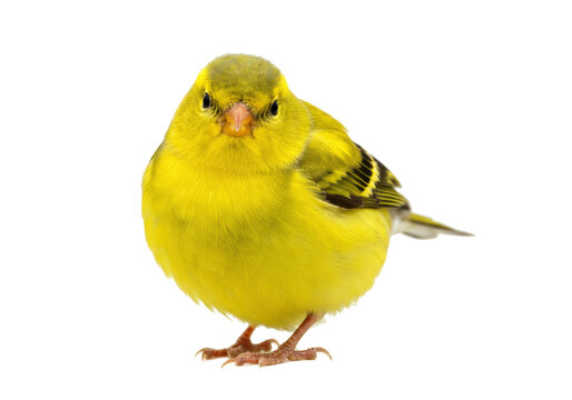 Isolated yellow Canary perched, facing forward, in close-up, detailed with vibrant feathers
