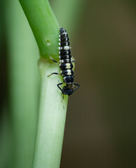 14-spotted ladybug beetle larva (Propylea quatuordecimpunctata) eating an black aphid in a green garden