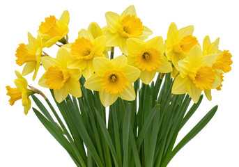 Isolated group of lovely bright-yellow daffodil flowers and green leaves, springtime bloom