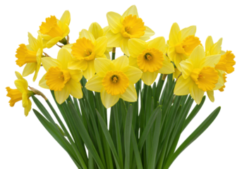 Isolated group of lovely bright-yellow daffodil flowers and green leaves, springtime bloom