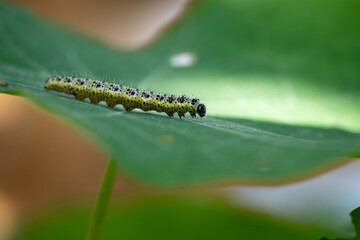 Large cabbage white butterfly larva (Pieris brassicae) crawling on a green nasturtium leaf in a garden, closeup