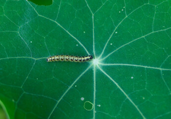 Large White butterfly larva (Pieris brassicae) crawling along the vein of a nasturtium leaf