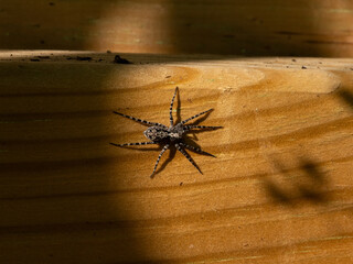 Wolf spider lit by a sunbeam on a wooden garden bed