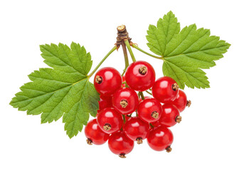 Isolated bunch of ripe red currants with green leaves on a branch, studio shot, berries fruit