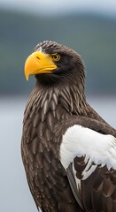 Obraz premium A close-up shot of a majestic bird of prey with brown and white feathers, a bright yellow beak, and intense eyes