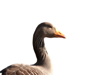 goose isolated on white