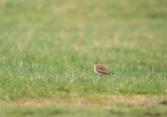 Eurasian Skylark (Alauda arvensis) standing in a green field in Gärdet park in Stockholm