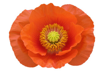 Isolated Orange Poppy Flower Blossom Detailed Close-up Macro Beautiful Floral Image Bloom Petals