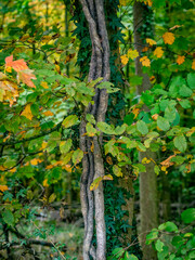 Herbstlich gefärbte Blätter am Baum