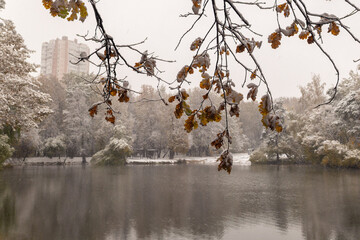 autumn tree in the snow