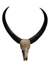 a water buffalo skull