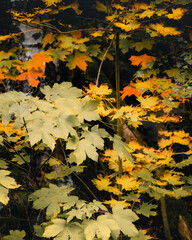 Serenity in the Forest