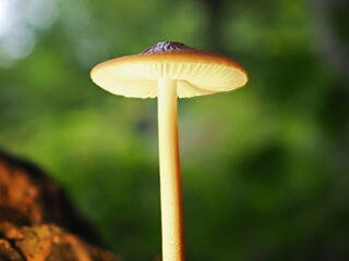 Pilz im Wald als Makro mit unscharfem Hintergrund