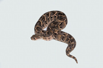 Puff adder (Bitis arietans) on white background.