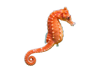 Isolated orange seahorse swimming portrait in natural sea habitat, wild underwater animal