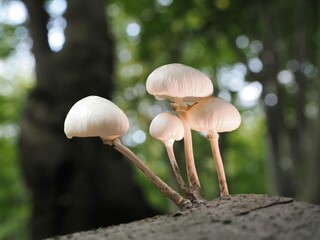 Pilz im Wald als Makro mit unscharfem Hintergrund