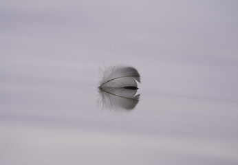 A feather floating in the baltic sea, perfectly reflected in the still water with purple dawn light