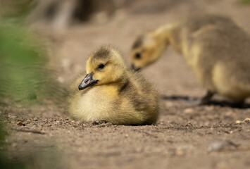 Adorable fluffy yellow Canada Goose gosling (Branta canadensis) with a sibling in the background