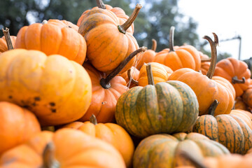 Fall Pumpkins