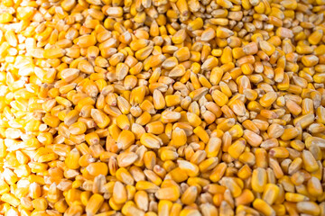 Corn