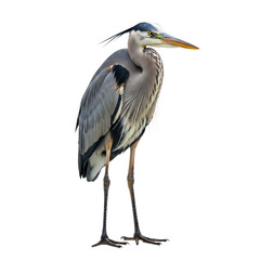 Obraz premium Blue heron standing on white background