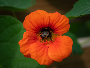 Bumblebee pollinating a red orange nasturtium blossom in a home garden