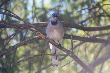 Blue Jay Perched on a Branch in Soft Forest Light