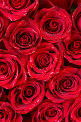 Red Rose Buds Background. Romantic Floral Texture