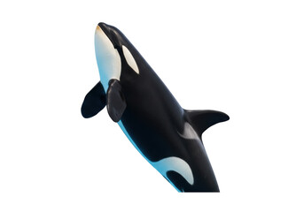 Obraz premium Isolated Orca Killer Whale mammal, swimming, looking upward, wildlife, marine animal, cute, free