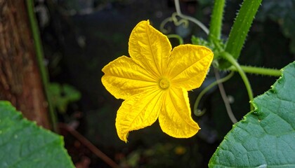 Vibrant Yellow Cucumber Flower Blooming in the Garden.