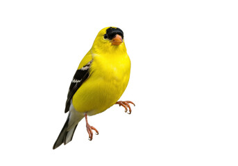Isolated American Goldfinch perched, bright yellow male songbird in plumage, wild, North America