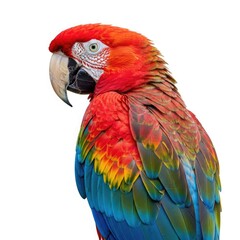 Obraz premium Vibrant green winged macaw parrot portrait on white background